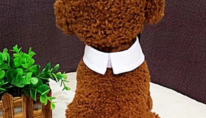 Close-up of a white cotton pet decorative collar on a brown toy poodle model