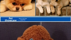 Detail showcasing soft texture of Pomeranian and Labrador puppy fur in warm orange tones