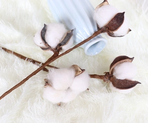 Close-up of fluffy white cotton bolls on rustic brown stems for home decor accents