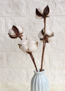 Detail of decorative dried cotton stems with fluffy white bolls in a blue ceramic vase