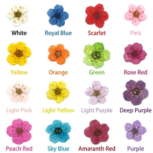 16-color dried flower set for nail art and DIY resin crafts on a white background