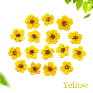 Flat lay of 15 pieces of dried yellow narcissus flowers for DIY resin jewelry and nail art