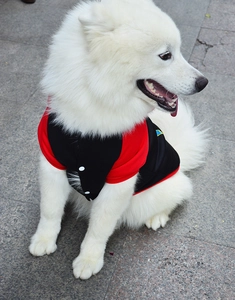 Detail of red and black dog baseball vest with white buttons on a Samoyed dog