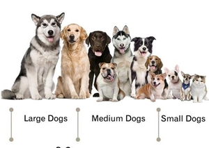 Size guide chart for large, medium and small dogs showing pet collar scale and fit