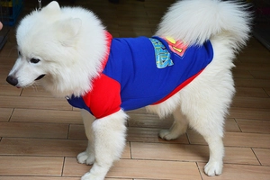 Detail of Superman style pet hoodie for golden retrievers with Super logo and hood