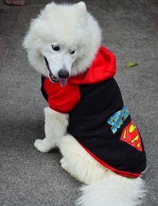 Detail view of red and black pet hoodie with Superman logo on a Samoyed dog