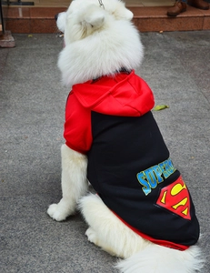 Detail view of red and black pet hoodie with Superman logo on a Samoyed dog