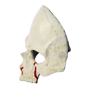 Detail view of skeleton mask showing realistic bone texture and adjustable elastic strap