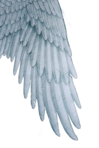 Detailed macro view of the soft texture and blue-grey feathers on the costume wings