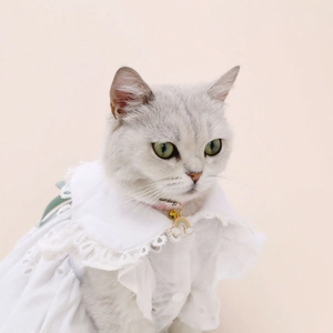 Close-up of lace cotton pet dress and rainbow pendant collar on a light grey cat