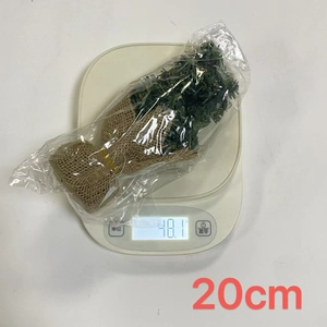 Miniature 20cm artificial green Christmas tree with rustic burlap base on a scale