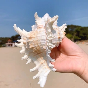 Natural white and brown spider conch shell for aquarium landscape and home decor