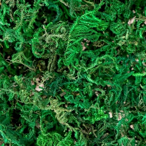 Texture di muschio verde decorativo per composizioni floreali fai-da-te e arredo casa