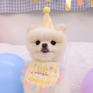 Yellow plaid birthday hat and bib set with cake embroidery on a white Pomeranian dog