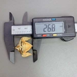 Macro view showing measurement of 26.8mm width for the gold plated wing heart ring