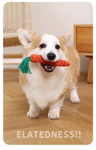 Dettaglio di un Corgi che gioca con un giocattolo per cani in corda di cotone