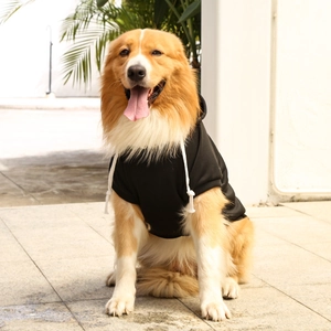 Close-up of a golden retriever wearing a black fleece hoodie with white drawstrings