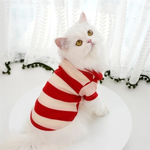 White cat wearing a red and white striped pet polo shirt in a bright room