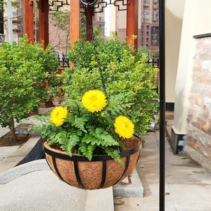 Hanging metal basket with coco liner featuring yellow daisies and lush green fern plants