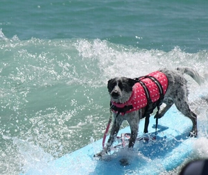 Pink polka dot dog life jacket featuring sturdy rescue handle and adjustable buckles