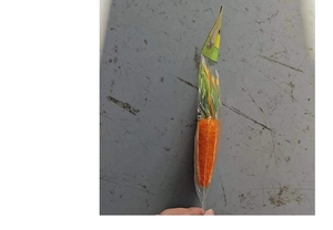 Close-up of Easter carrot decoration in clear plastic packaging with green leaf detail