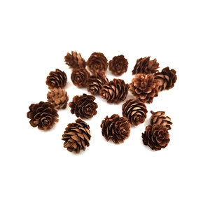 Macro detail of natural dried larch pine cones for DIY crafts on a clean white background