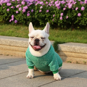 French Bulldog in green knitted sweater sitting on outdoor stone steps under sunlight