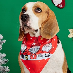 Close-up of beagle wearing a red Christmas pet bandana with festive gnome illustrations