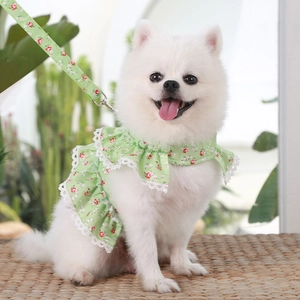 Floral pet harness and leash set with white lace trim on a white Pomeranian dog