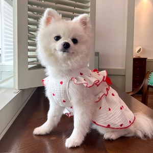 Detailed view of white pet dress with red heart pattern and bow on a white Pomeranian