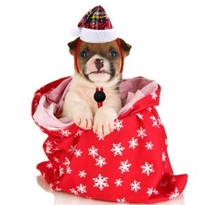 Close-up of a red plaid Christmas hat and snowflake pattern pouch for small dogs and cats