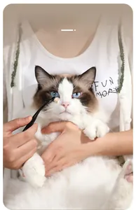 Gros plan de l'utilisation de la brosse pour nettoyer les taches de larmes d'un chat