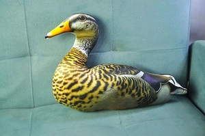 Detailed realistic duck plush pillow with brown feather print on a blue sofa cushion