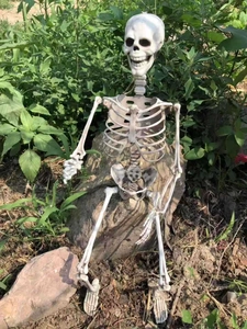 Outdoor close-up of a life-size white plastic human skeleton model seated on soil and grass
