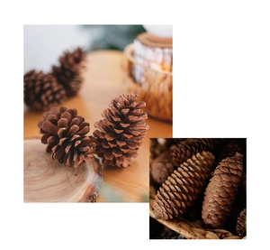 Macro view of natural dried pine cones with open scales for rustic holiday DIY decorations