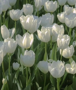Macro detail of fresh white tulips in a garden showing delicate petal textures