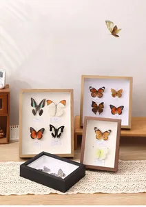 Detail of wooden shadow box frame with real butterfly specimen and species labels