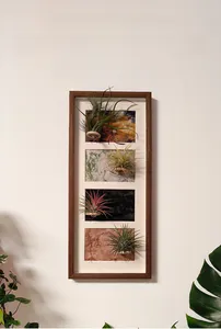 Close-up of four Tillandsia air plants mounted in a modern dark wooden display frame