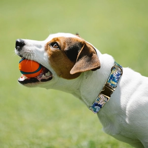 Close-up of floral pet collar with gold metal buckle on a dog in a park