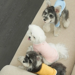 Three dogs wearing minimalist solid color pet vests on a beige sofa, soft lighting view