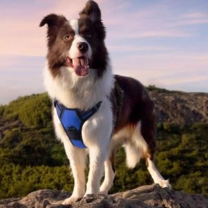 Blue dog harness with reflective strips on a Border Collie in mountain landscape