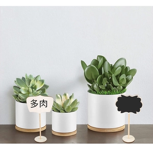 Three succulent plants in white ceramic pots with wood bases and decorative signs