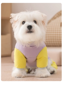 Gros plan d'un petit chien portant une veste d'hiver bicolore jaune et violette pour animaux