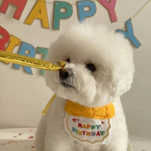 Dog birthday bib with Happy Birthday embroidery and yellow trim for pets like Bichon