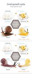 Detailed educational set showing the four stages of a snail life cycle from egg to adult