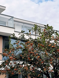 Close-up of vibrant orange persimmon clusters on a tree with a modern urban background
