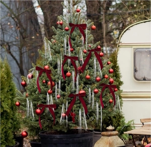 Detail of red velvet Christmas bows with silver fringe hanging on an outdoor pine tree