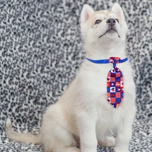 Dog wearing July 4th pet necktie with 1776 stars and stripes pattern in red white blue