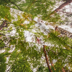 Vista dettagliata della trama del tessuto foresta e fitto motivo di fogliame verde
