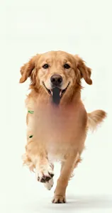 Golden Retriever running with a dog soccer ball toy featuring durable green nylon grab tabs